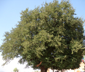 tamarind tree-tamarindus indica