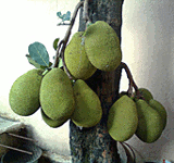 jackfruit tree bearing fruits
