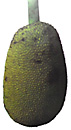 jackfruit