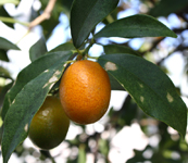 kumquat (Fortunella species)