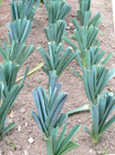 leeks1