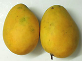 mangoes