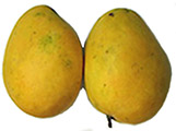 mangoes