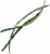 morinnga pods