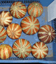 muskmelons