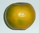 nagpur orange from india
