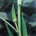 okra-plant