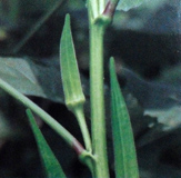 okra plant