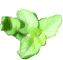 oregano