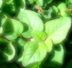 oregano