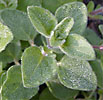 Oregano-close up