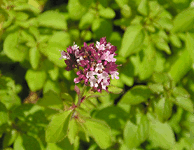 oregano herb