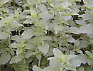 Oregano-herb