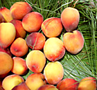 Yellow-red peaches