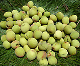 whitish-green-peaches