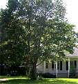 pecan tree
