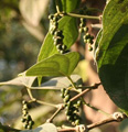pepper plant