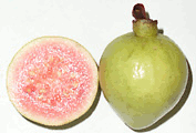 guava fruit