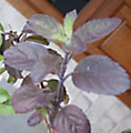 basil-close up