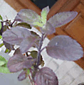 basil-close up