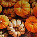 pumpkins