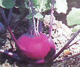 purple-kohlrabi