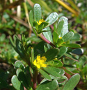 common purslane