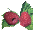 raspberries