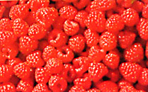raspberries