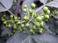 raw green sichuan peppercorn berries