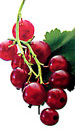 red currant