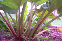 rhubarb plant -Rheum rhabarbarum.