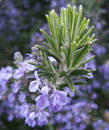 roemory flowers