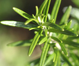 rosemary leaves