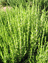 rosemary herbal plant