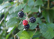 blackberries plant