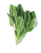 spinach-leaves