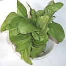 spinach plant