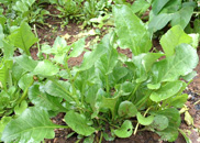 spinach in the field