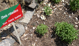 stevia plant