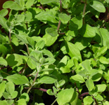 sweet marjoram