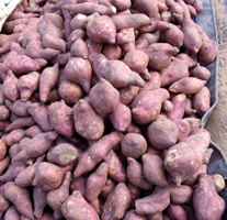 sweet potatoes in a market