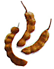 tamarind fruits1