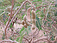 tamarind fruits in a tamarindus indica tree