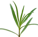 tarragon herb