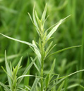 tarragon