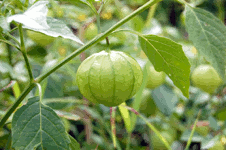 tomatillo plant