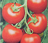 tomatoes