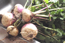 turnip-greens