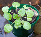 watercress plant